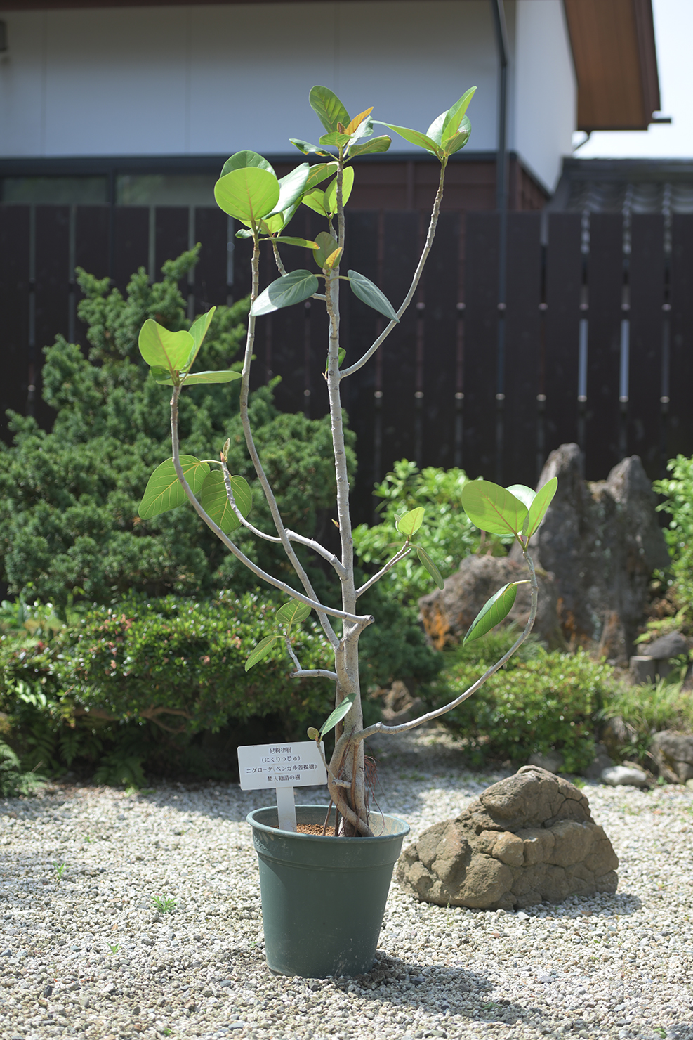 ベンガル菩提樹