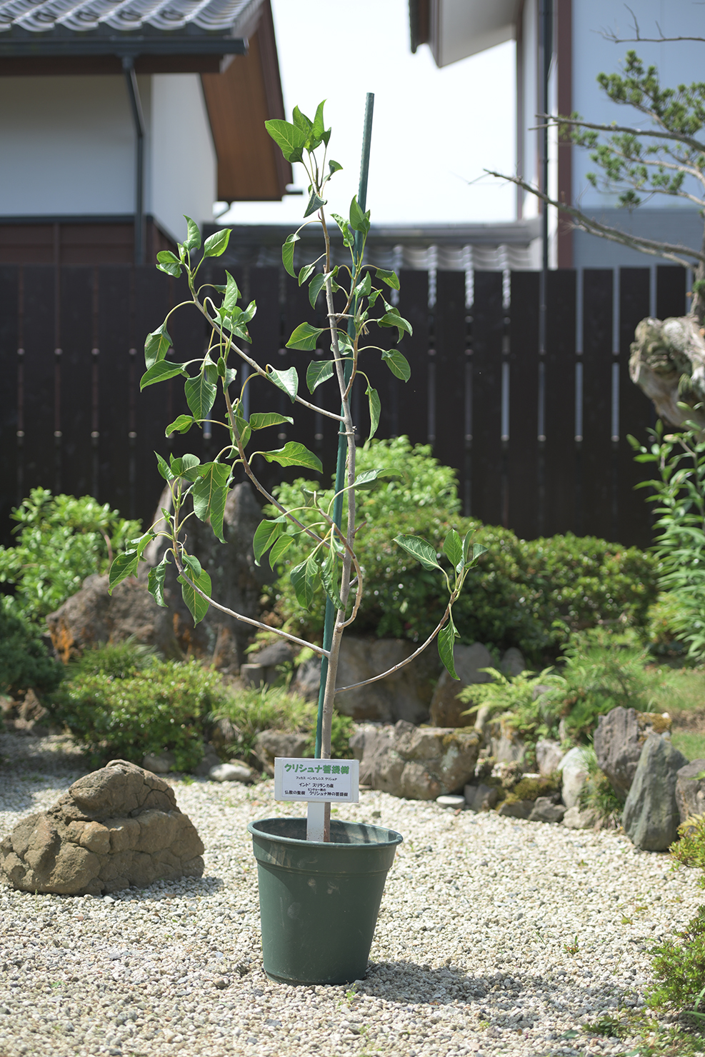 クリシュナ菩提樹