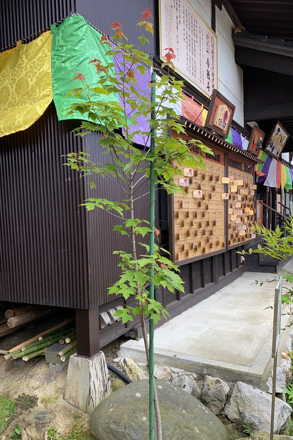 アメリカハナノキ(レッドサンセット)